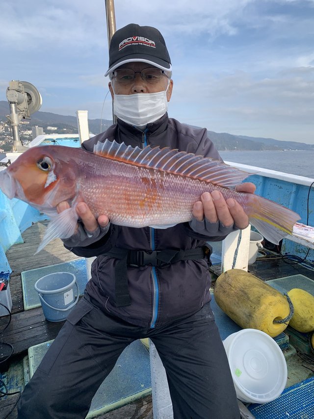 アマダイ50cm 7匹 の釣果 年12月11日 喜久丸 静岡 熱海伊豆山港 釣り船予約 釣割