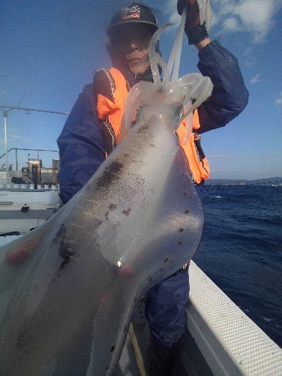 アオリイカ2 30kg の釣果 年12月8日 松竹丸 徳島 日和佐港 釣り船予約 釣割