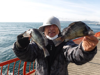 メバル22cm 2匹 の釣果 年12月18日 神戸市立平磯海づり公園 兵庫 平磯 釣割