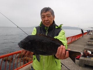 チヌ48cm 1匹 の釣果 21年1月5日 神戸市立平磯海づり公園 兵庫 平磯 釣割