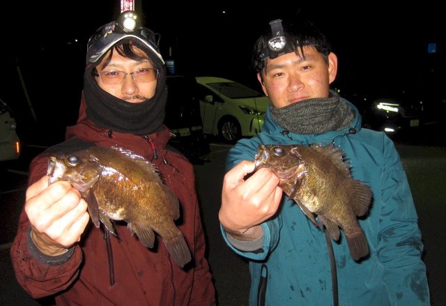 メバル26cm の釣果 21年1月26日 たい公望 岡山 下津井港 釣割