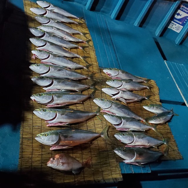 メジロ70cm 19匹 の釣果 21年1月31日 Heyheyship 和歌山 市堀川沿い 釣り船予約 釣割