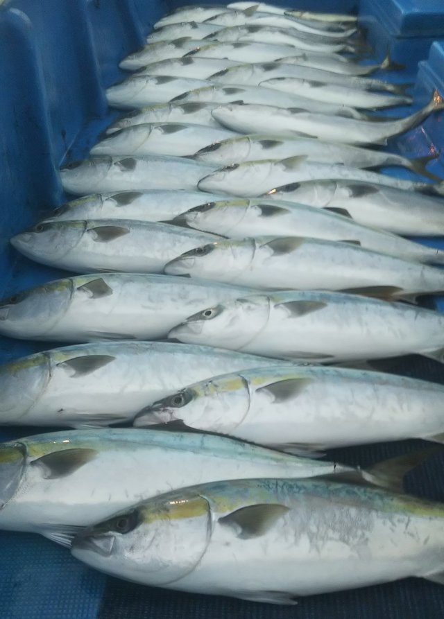 メジロ70cm 30匹 の釣果 21年1月31日 勝丸 和歌山 市堀川沿い 釣り船予約 釣割