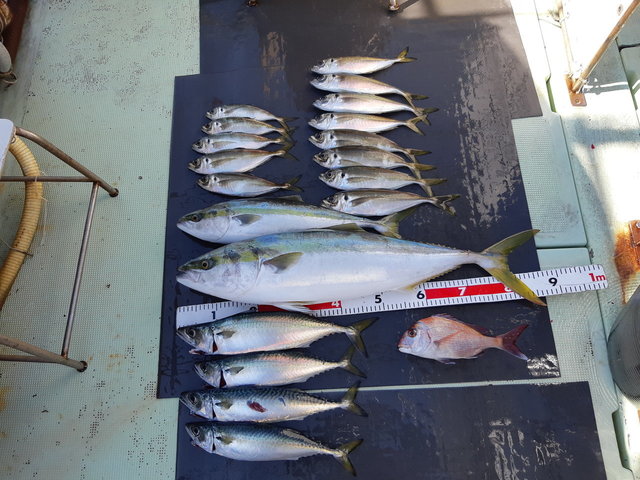 メジロ90cm 2匹 の釣果 21年2月10日 山田丸 和歌山 加太港 釣り船予約 釣割