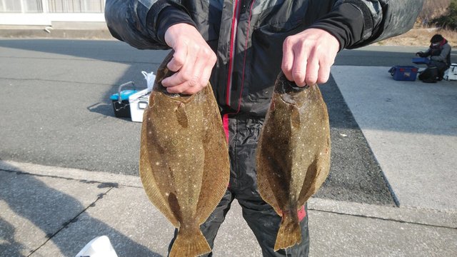 ヒラメ70cm 2匹 の釣果 21年2月10日 岡安丸 愛知 神島 釣割