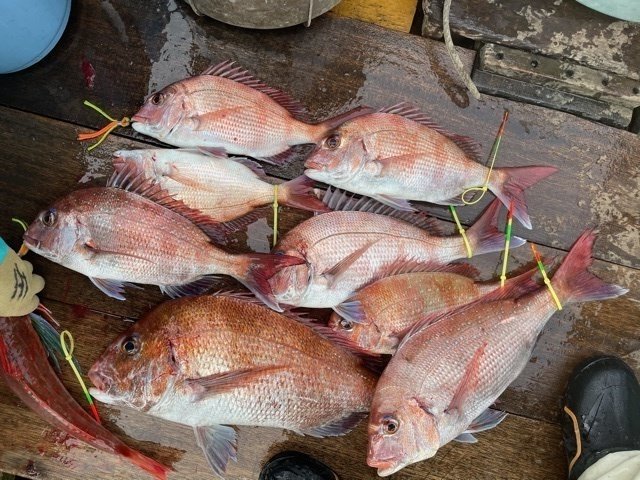 マダイ2 00kg 7匹 の釣果 21年2月25日 房丸 神奈川 鴨居大室漁港 船釣り予約 キャスティング船釣り予約