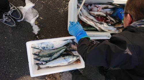 サクラマス の釣果 21年2月28日 フィッシュランド星が浦 北海道 釧路西港 釣割