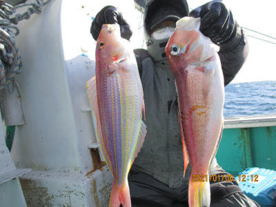 アマダイ48cm 37匹 の釣果 21年3月19日 福神丸 静岡 相良平田港 釣り船予約 釣割