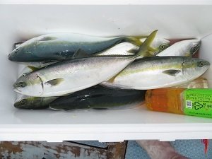 ヤズ の釣果 21年4月13日 竹三丸 愛媛 三津浜漁港 釣割