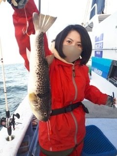 ショウサイフグ45cm 12匹 の釣果 21年4月16日 不動丸 茨城 鹿嶋旧港 船釣り予約 キャスティング船釣り予約