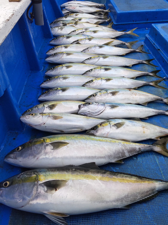 メジロ75cm 2匹 の釣果 21年4月16日 勝丸 和歌山 市堀川沿い 船釣り予約 キャスティング船釣り予約