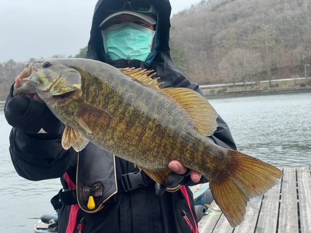 ブラックバス の釣果 21年4月18日 木崎湖モダンボート 長野 木崎湖 釣割