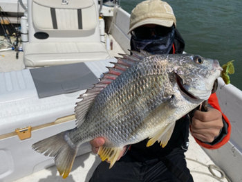 チヌ の釣果 21年4月18日 Extreme 静岡 寸座マリーナ 釣り船予約 釣割