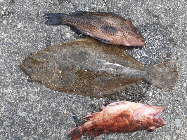 ヒラメ50cm 1匹 の釣果 21年5月2日 三幸丸 三重 石鏡漁港 釣り船予約 釣割