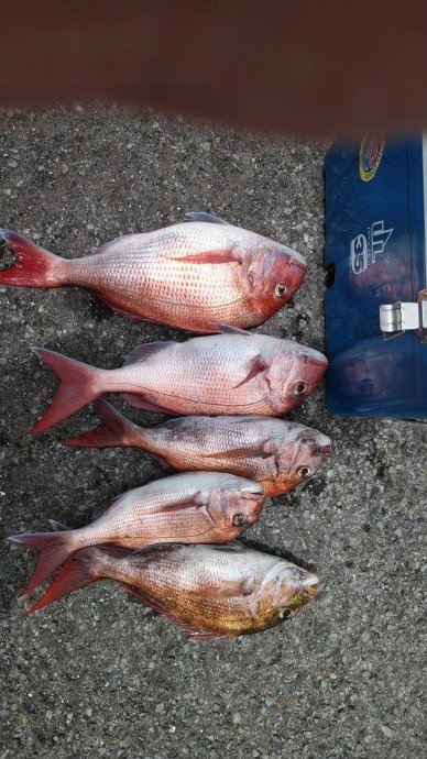 タイ2 40kg 5匹 の釣果 21年5月14日 幸洋丸 静岡 熱海港 船釣り予約 キャスティング船釣り予約