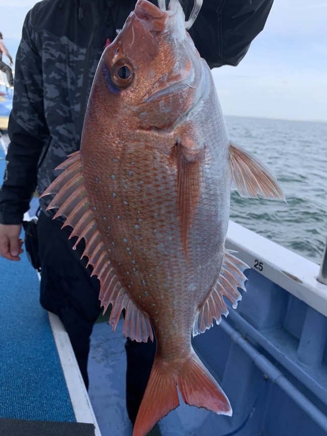 マダイ5 50kg 3匹 の釣果 21年5月16日 幸栄丸 茨城 鹿嶋旧港 船釣り予約 キャスティング船釣り予約