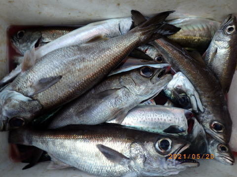 クロムツ 15匹 の釣果 21年5月日 聡丸 千葉 太海漁港 船釣り予約 キャスティング船釣り予約