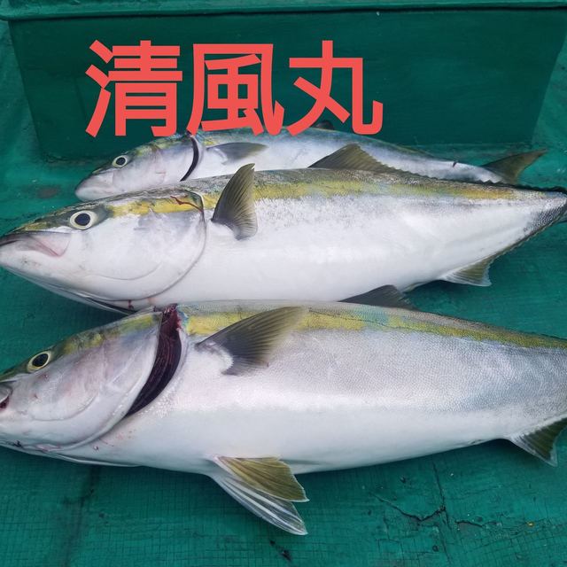 メジロ90cm 3匹 の釣果 21年6月6日 清風丸 和歌山 市堀川沿い 釣り船予約 釣割