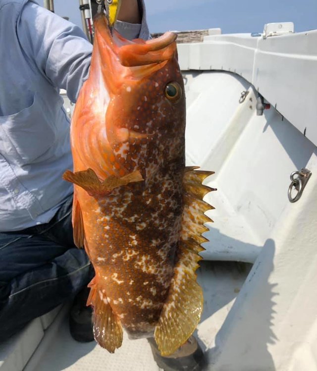 キジハタ1 80kg の釣果 21年6月7日 彩波 新潟 能生漁港 船釣り予約 キャスティング船釣り予約