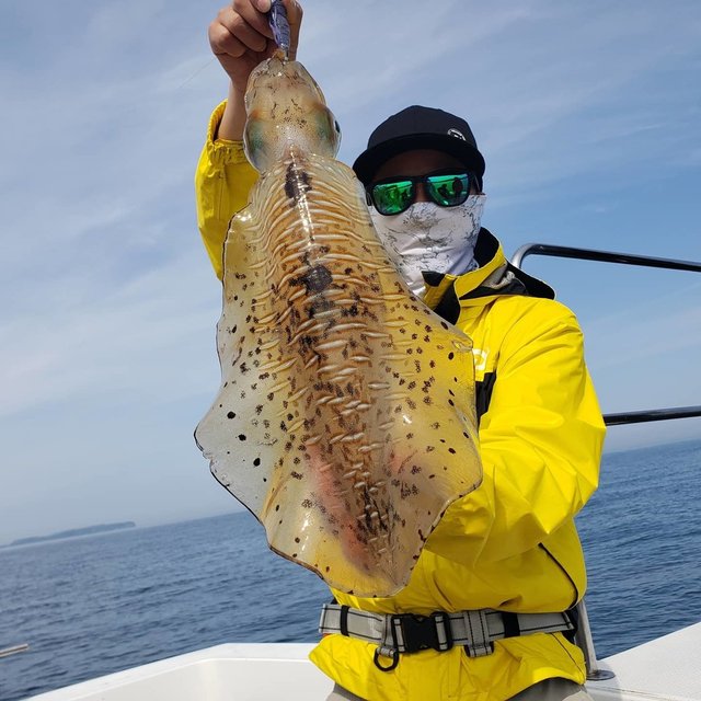 アオリイカ の釣果 21年6月11日 ｵｸﾄﾊﾟｽ 福岡 釣割