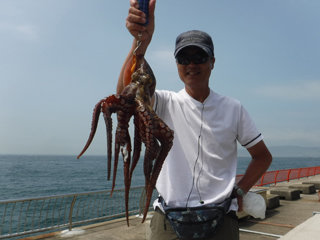 タコ2 08kg 1匹 の釣果 21年7月14日 神戸市立平磯海づり公園 兵庫 平磯 釣割