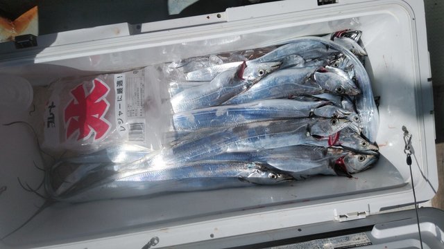 タチウオ 68匹 の釣果 21年10月3日 岡安丸 愛知 神島 釣割