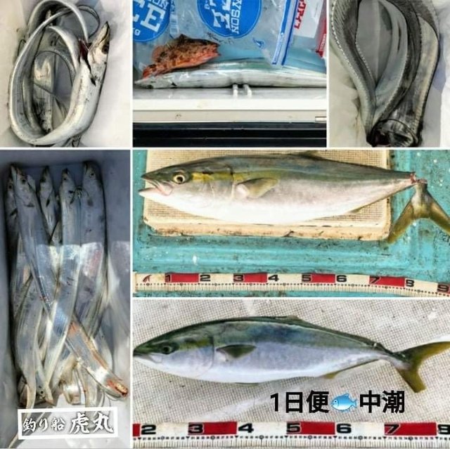 タチウオ100cm 60匹 の釣果 21年10月8日 虎丸 和歌山 釣割