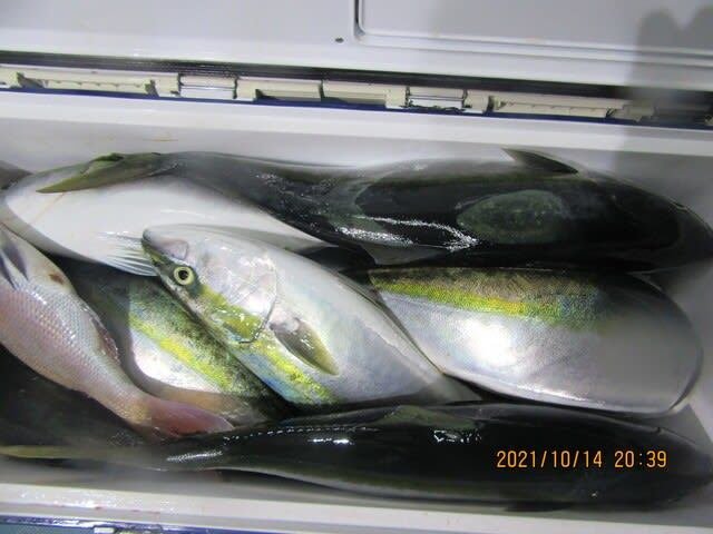 21年10月最新釣果 第三いしなぎ 新潟県 の船釣り釣果情報