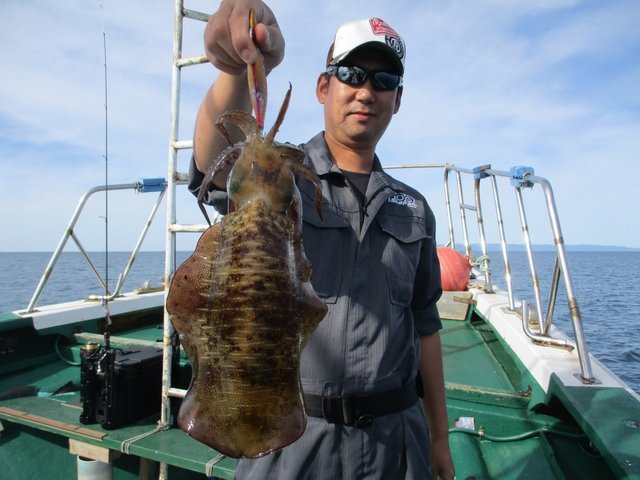 新潟県で釣れたアオリイカの最新釣果 釣り情報 22年8月