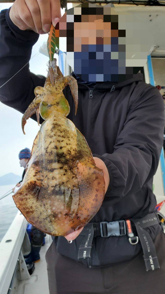 広島県で釣れたアオリイカの最新釣果 釣り情報 22年9月