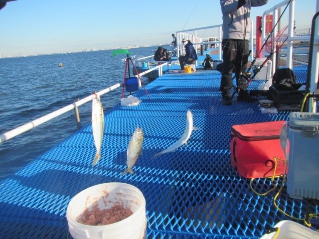 コノシロ28cm 500匹 の釣果 21年12月3日 オリジナルメーカー海づり公園 千葉 千葉港 釣割