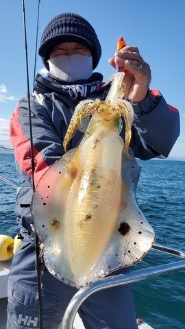 愛媛県で釣れたヤリイカの最新釣果 釣り情報 22年10月