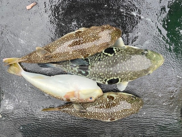 香川県で釣れたトラフグの最新釣果 釣り情報 22年12月