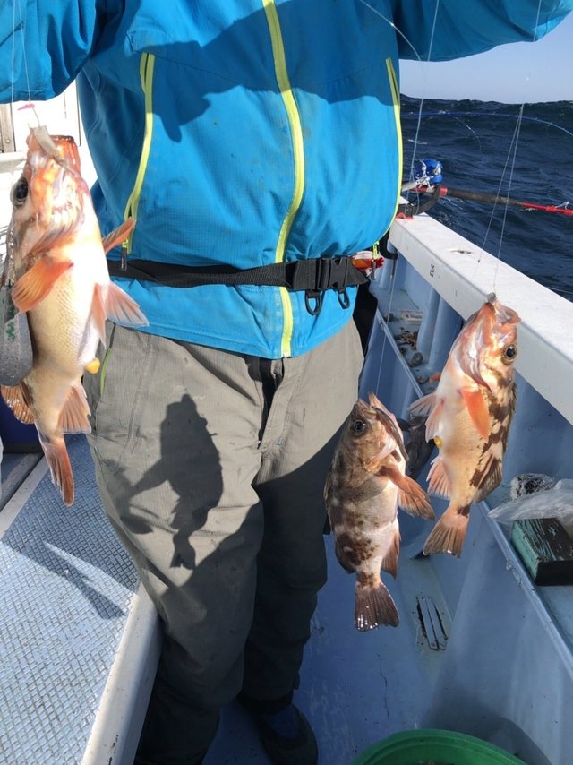 メバル35cm 45匹 の釣果 22年2月9日 幸栄丸 茨城 鹿嶋旧港 船釣り予約 キャスティング船釣り予約