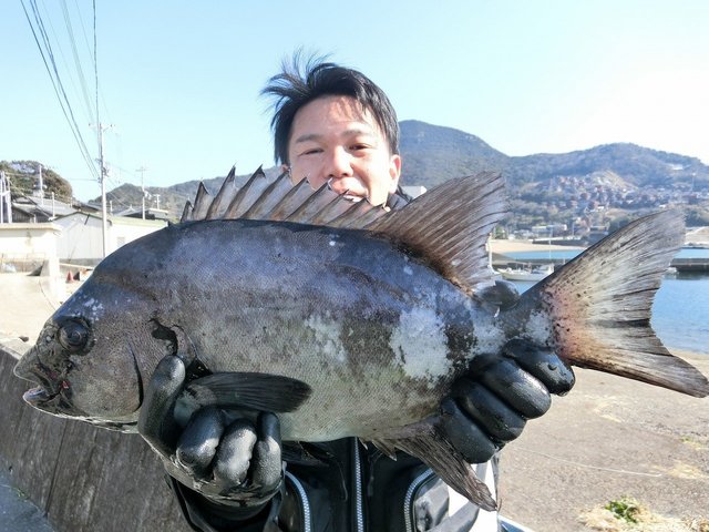 イシダイ49cm 1匹 の釣果 22年2月25日 上野渡船 和歌山 大引港 釣割