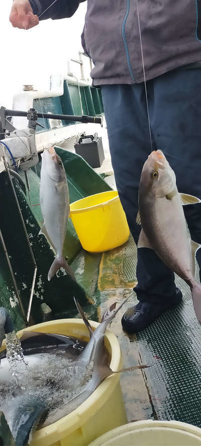 高知県で釣れたカンパチの最新釣果 釣り情報 22年10月