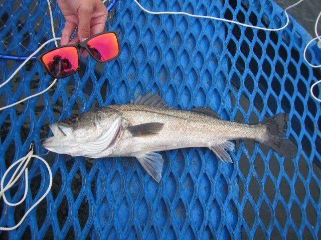 フッコ59cm 15匹 の釣果 22年3月26日 オリジナルメーカー海づり公園 千葉 千葉港 釣割