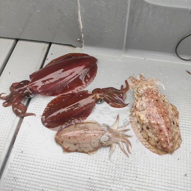 沖縄県で釣れたコウイカの最新釣果 釣り情報 22年9月
