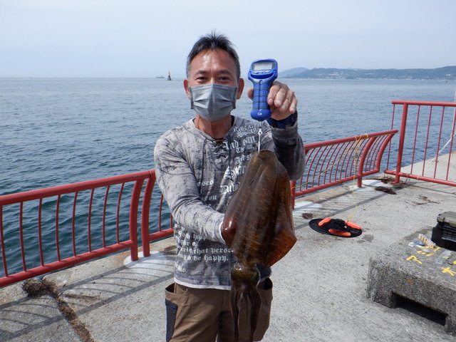 アオリイカ1 kg 1匹 の釣果 22年6月1日 神戸市立平磯海づり公園 兵庫 平磯 釣割