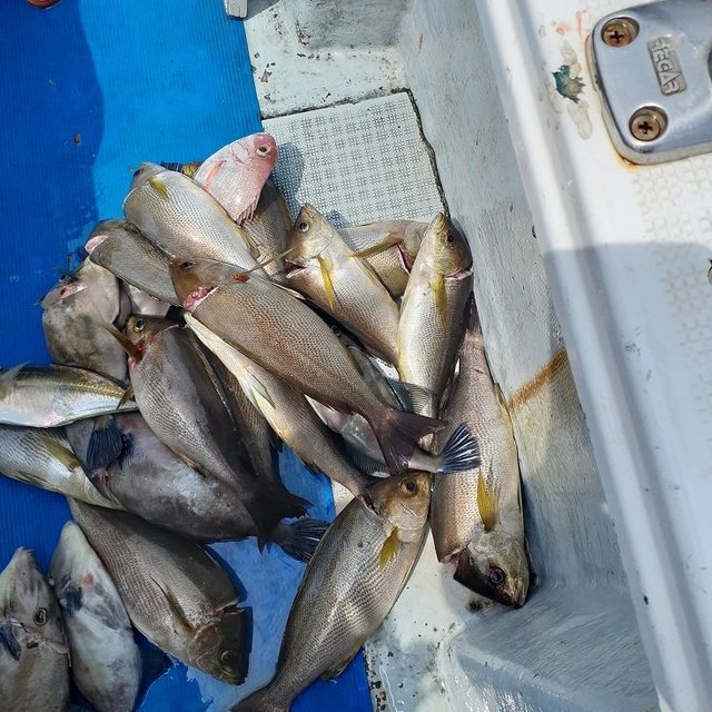 大分県で釣れたマアジの最新釣果 釣り情報 22年12月