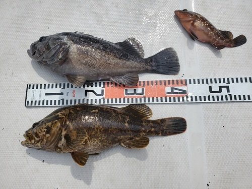 愛知県で釣れたタケノコメバルの最新釣果 釣り情報 22年9月