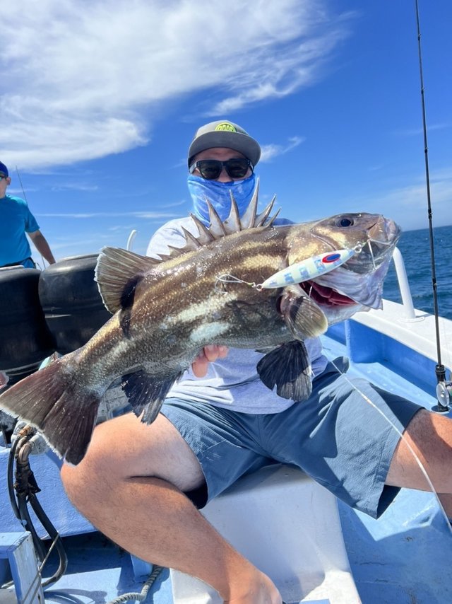 イシナギ8 00kg 9匹 の釣果 22年7月24日 幸栄丸 茨城 鹿嶋旧港 船釣り予約 キャスティング船釣り予約