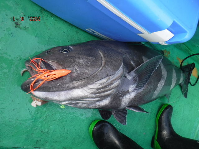 北海道 東北で釣れたアブラボウズの最新釣果 釣り情報 22年11月