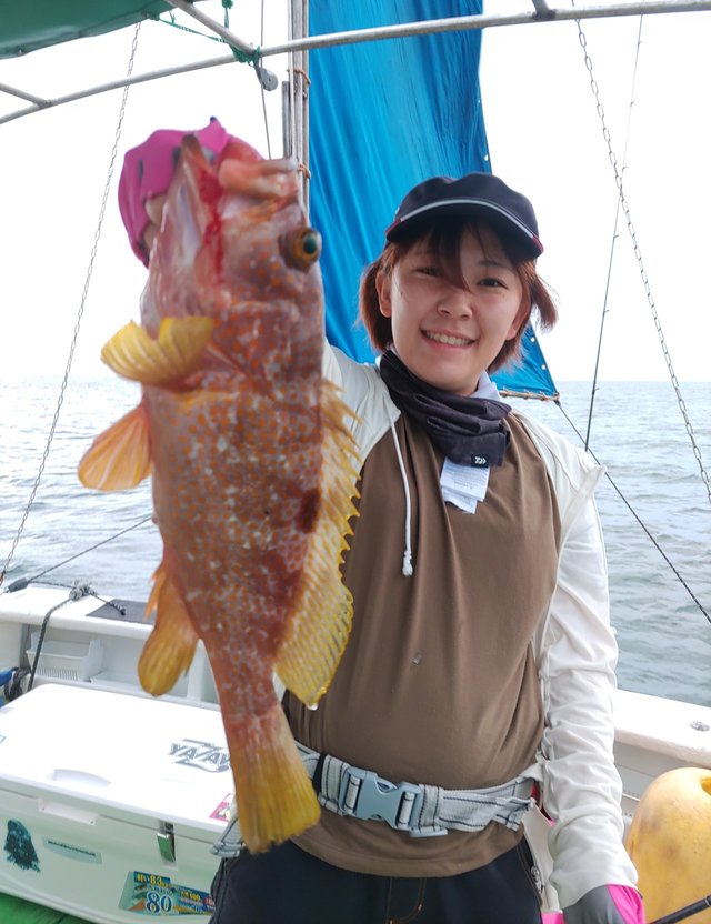 富山県で釣れたキジハタの最新釣果 釣り情報 22年10月