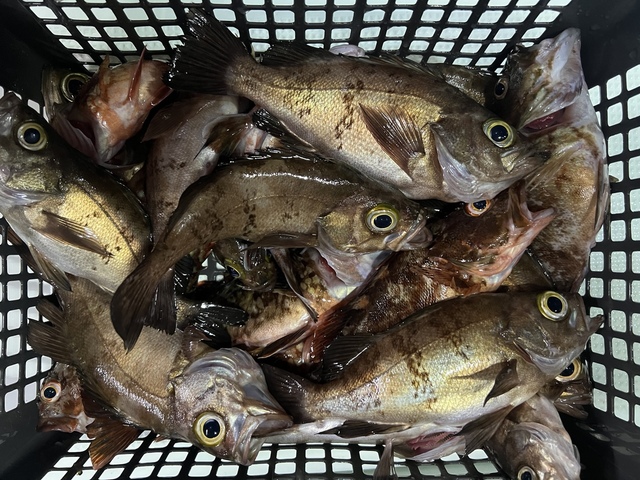 広島県で釣れたメバルの最新釣果 釣り情報 22年9月