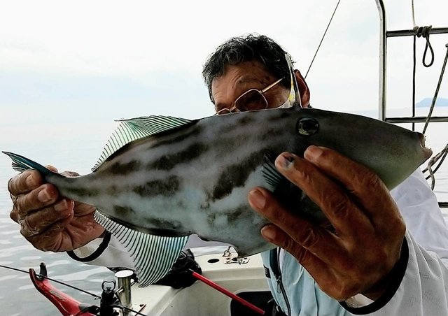 広島県で釣れたウマヅラハギの最新釣果 釣り情報 22年9月