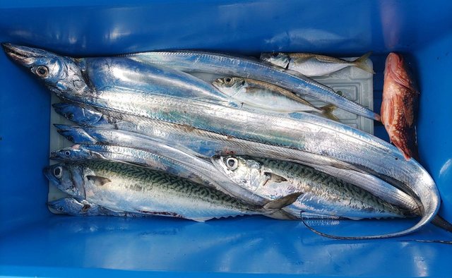 富山県で釣れたタチウオの最新釣果 釣り情報 22年9月