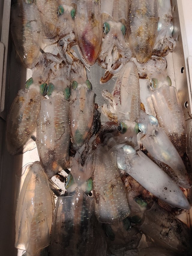 福井県で釣れたコウイカの最新釣果 釣り情報 22年9月