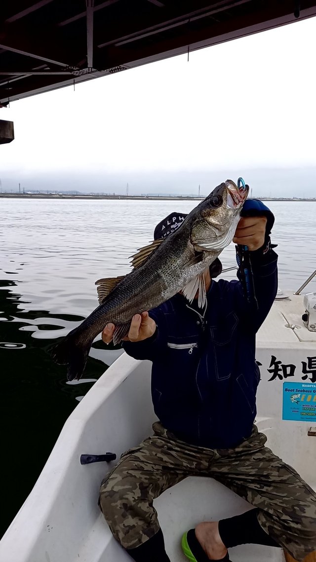 愛知県で釣れたスズキの最新釣果 釣り情報 22年9月