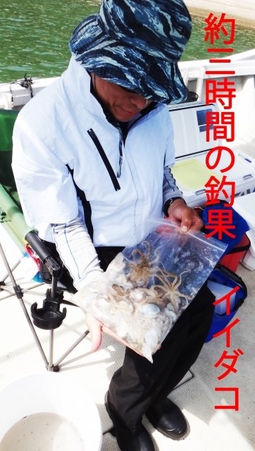 岡山県で釣れたイイダコの最新釣果 釣り情報 22年9月